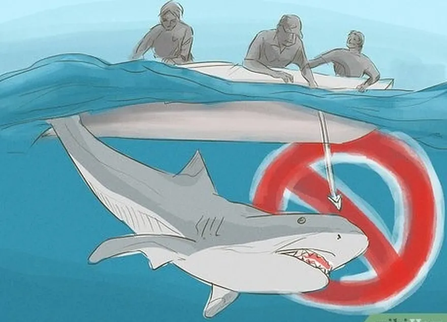 adım 6 don't ever bother or harass sharks.