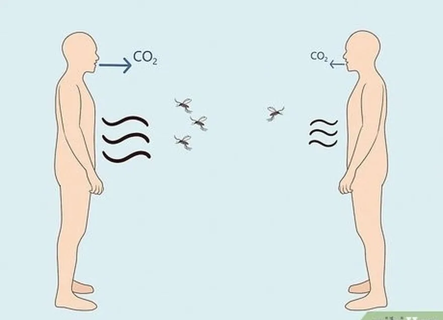 daha fazla laktik asit ve co2 yayan insanlar daha fazla sivrisinek çeker.