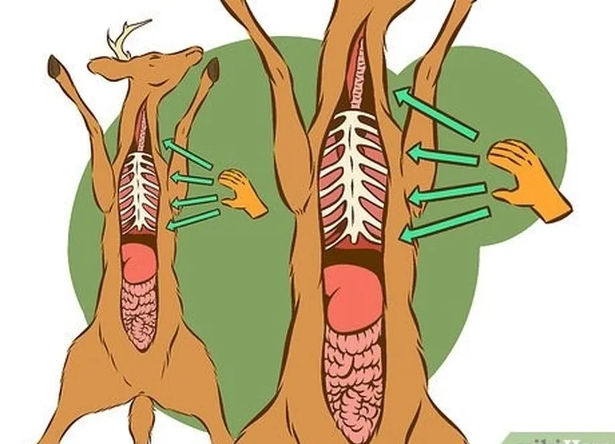 adım 1 torasik organlara erişin.