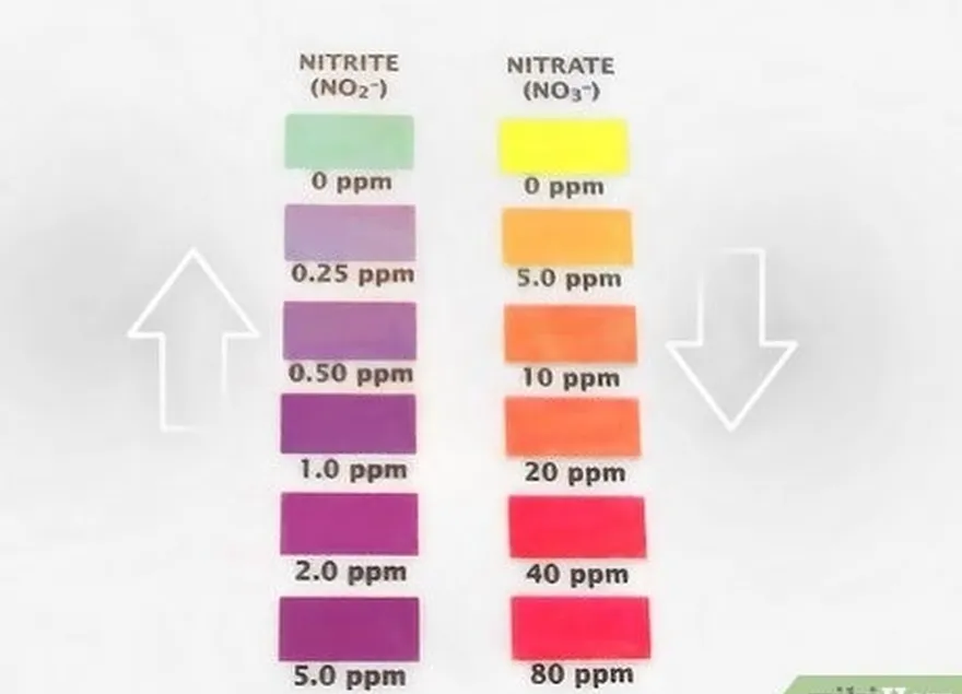 adım 6 nitritlerde ani bir düşüş ve nitratlarda bir artış bekleyin.