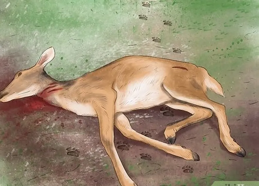 3. adım uzak durun  kill= sites= or= carcasses.=