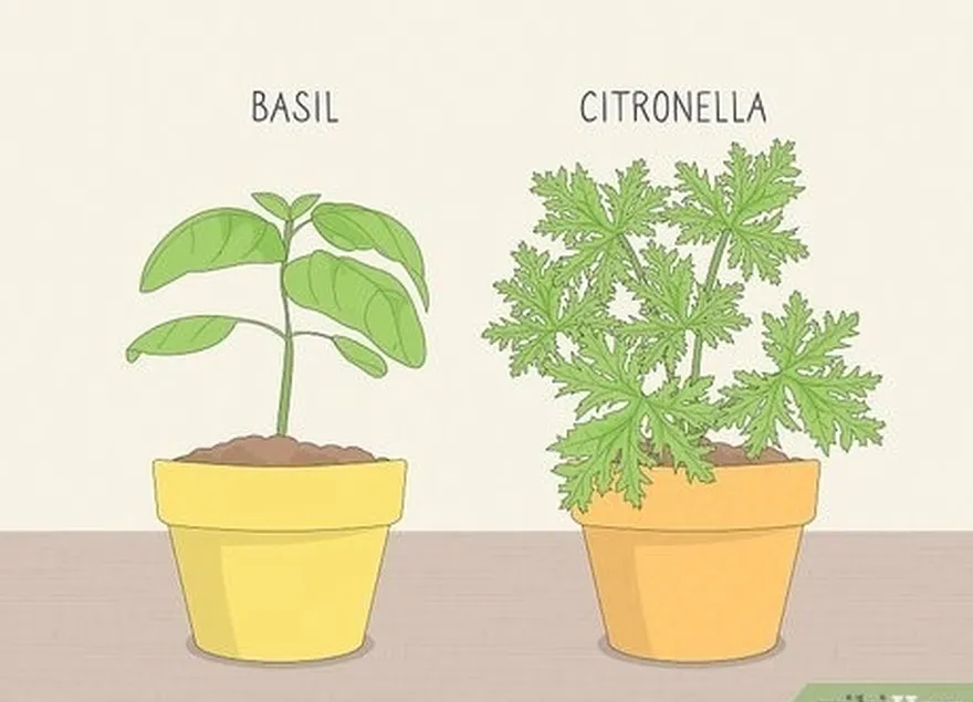 adım 5 sivrisineklerin sevmediği bitkileri yerleştirin't enjoy, like citronella and basil.