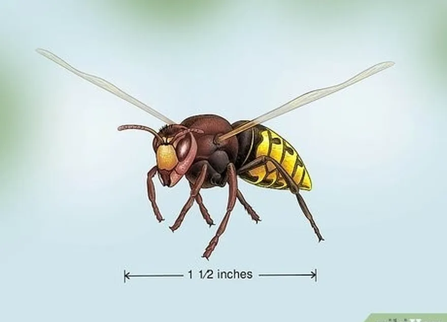 avrupa eşek arıları büyük sarı eşek arılarına benzer ancak kırmızımsı bir kafaları vardır.