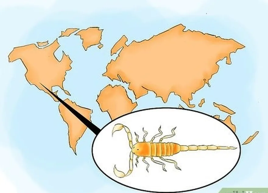 adım 4 amerika birleşik devletleri ve kuzey meksika'daki tehlikeli akrepleri tanımlayın.